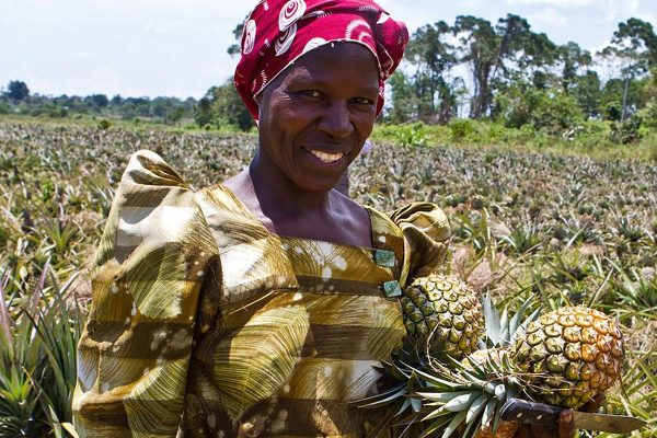 African woman holds pineapple that she has harvested